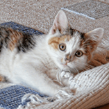 pellicules chez le chat
